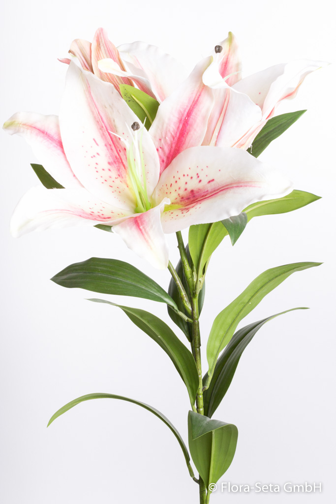 Lilie XL mit 2 Blüten und 1 Knospe "real touch" Farbe: creme-pink