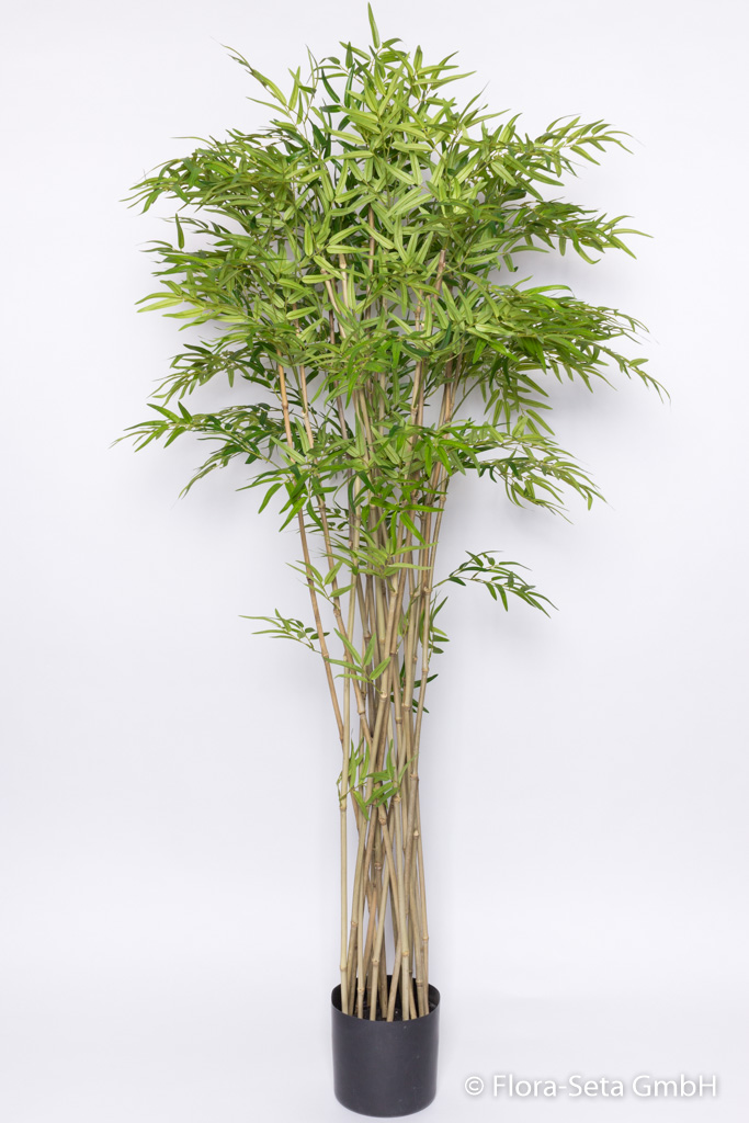 Bambus mit 17 Stielen im Kunststofftopf, Höhe ca. 180 cm