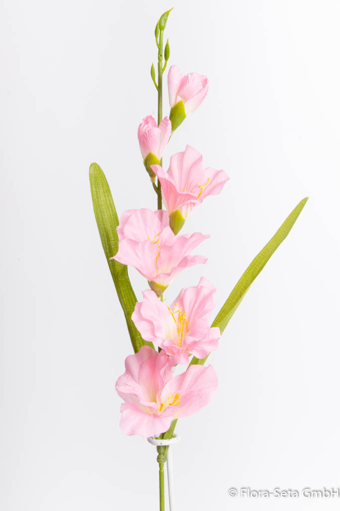 Gladiole mit 2 Blättern, Farbe: rosa