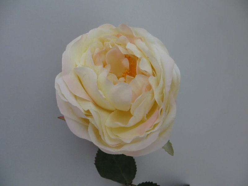Rose Royal Farbe:champagner