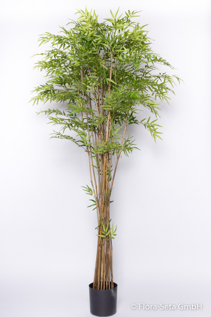Bambus mit 17 Stielen im Kunststofftopf, Höhe ca. 210 cm