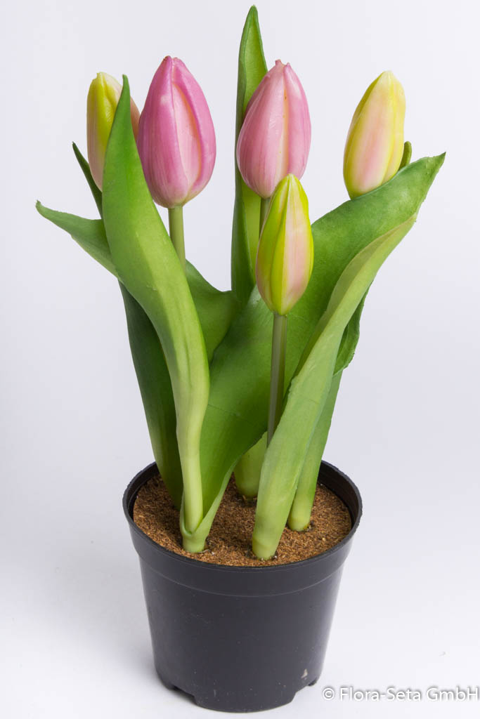 Tulpenarrangement mit 5 Blütenknospen im schwarzen Kunststofftopf Farbe: mauve