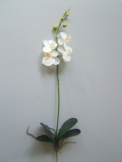 Ochidee Phalaenopsis mit 4 Blüten, 4 Knospen, 4 Blättern und Luftwurzeln Farbe:creme-weiß