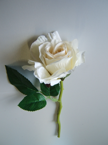 Rose offen Farbe:creme-weiß