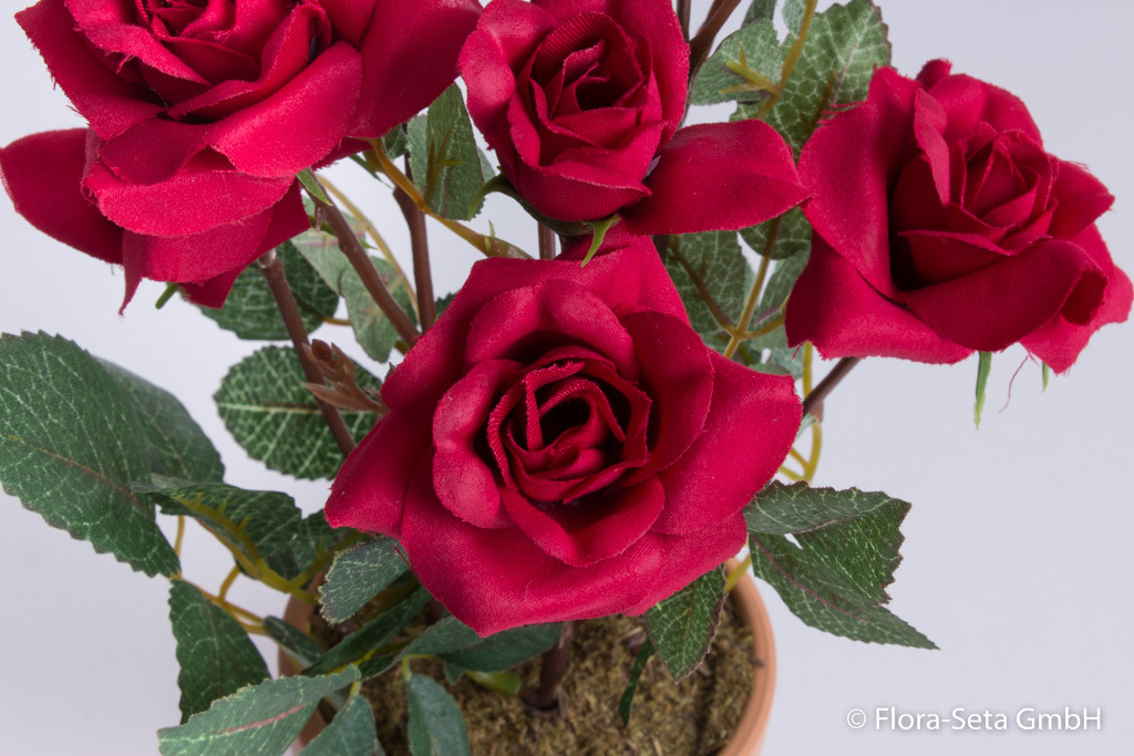 Rosenbusch mit 8 Rosen und 3 Knospen im Tontopf Farbe:rot