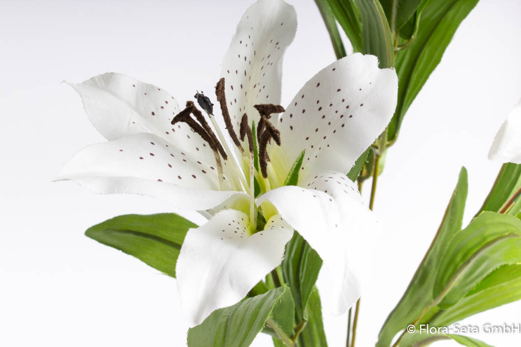 Lilie mit 3 Blüten, 1 Knospe und Blättern, Farbe: creme-weiß