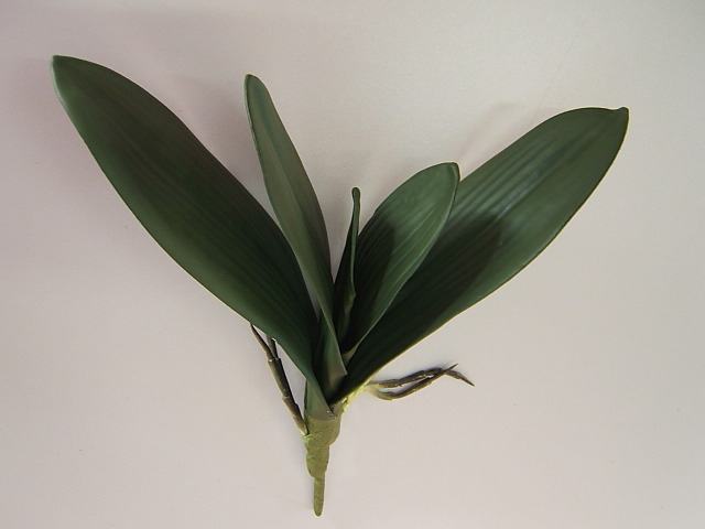 Orchideenblattbündel mit 5 Blättern und Luftwurzeln, 24 x 28 cm