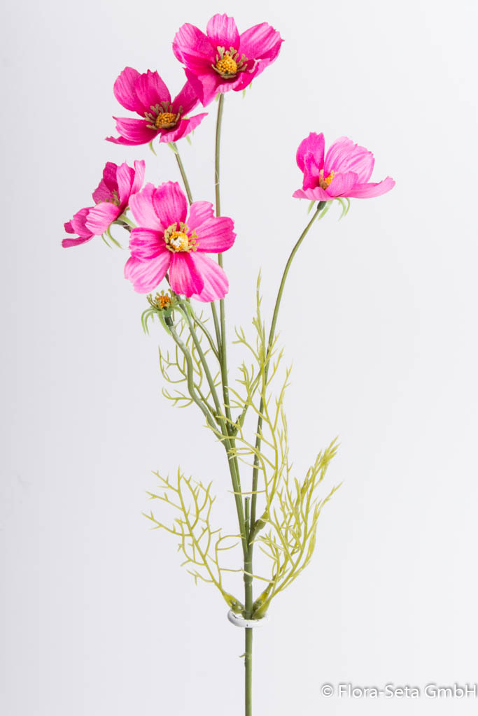 Cosmea mit 5 Blüten Farbe: fuchsia