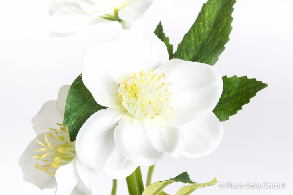 Christrosenzweig mit 3 Blüten Farbe: creme-weiß