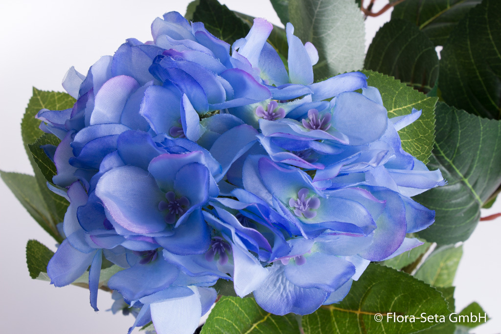 Hortensienbusch in schwarzem Kunststofftopf mit dichtem Laub Farbe: blau