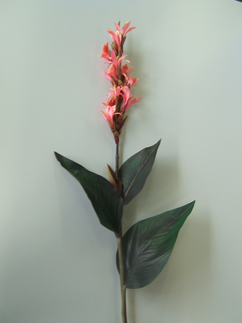 Canna Zweig mit 13 Blüten und 8 Knospen Farbe:pink