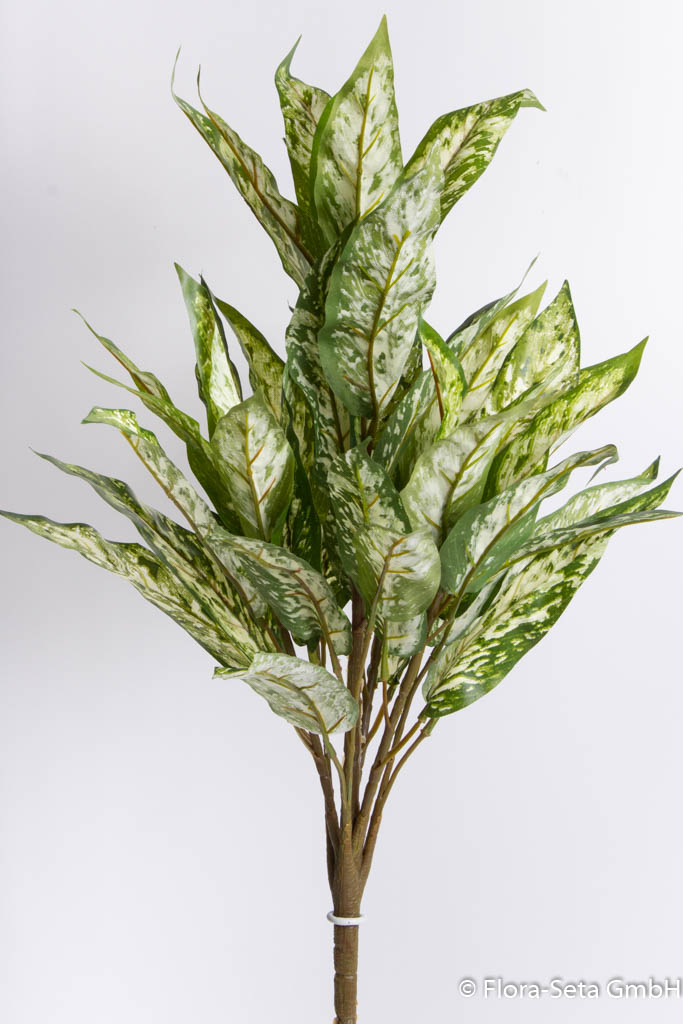 Aglaonema Pflanze, Farbe: grün-creme