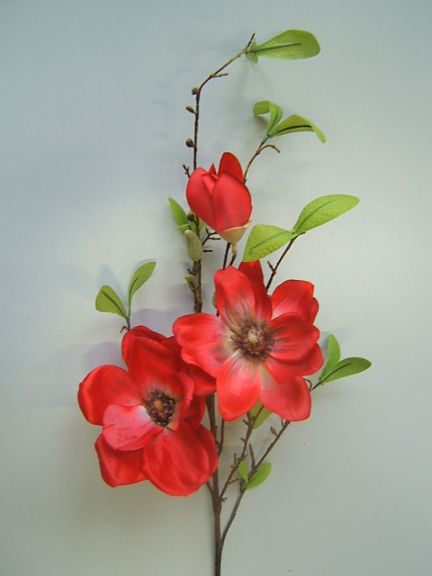Magnolienzweig mit 3 Blüten u. 5 Knospen Farbe:rot