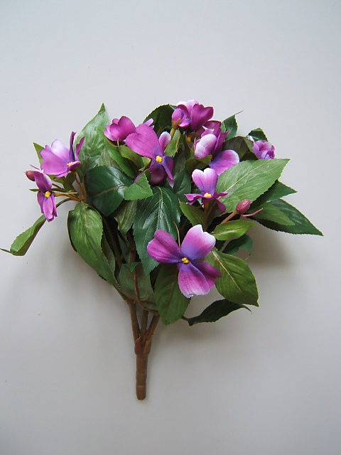 Impatiensbusch (Fleissiges Lieschen) Farbe:purple