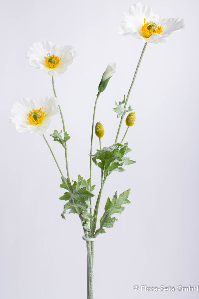 Mohnblume mit 3 Blüten und Kospen Farbe: creme-weiß
