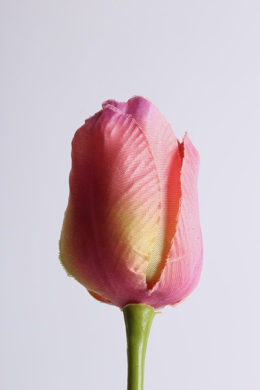Tulpe mit 2 Blättern Farbe: pink