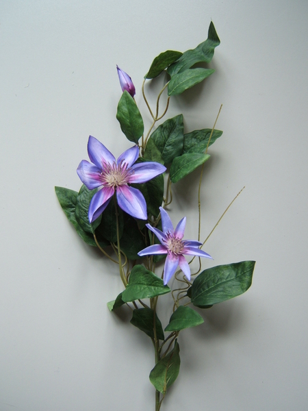 Clematiszweig mit 2 Blüten und 1 Knospe Farbe:blau-lila