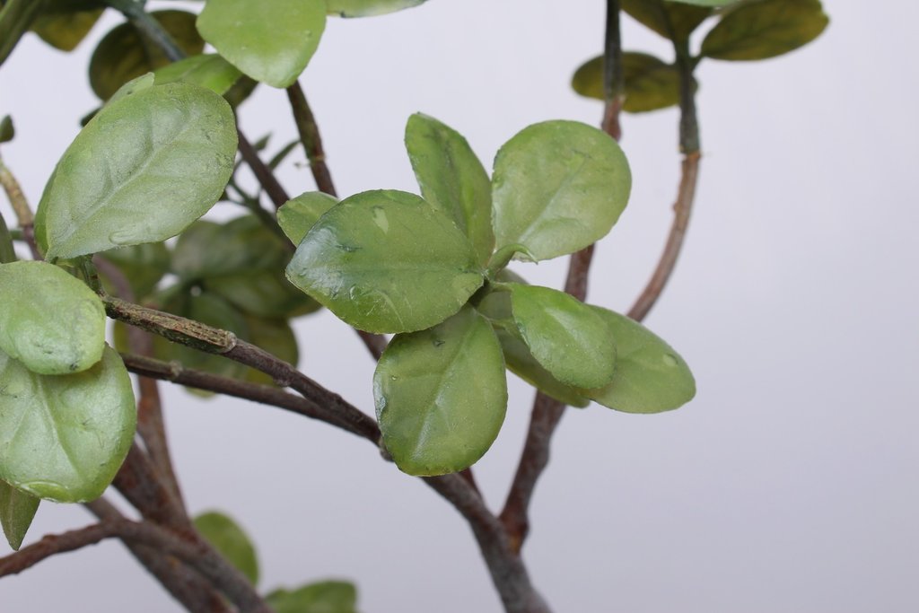 Ficusbonsai in runder braun-grüner Schale
