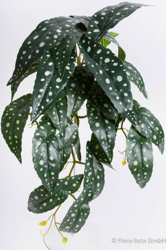 Begonia Maculata Hängebusch,  Farbe: grün-creme