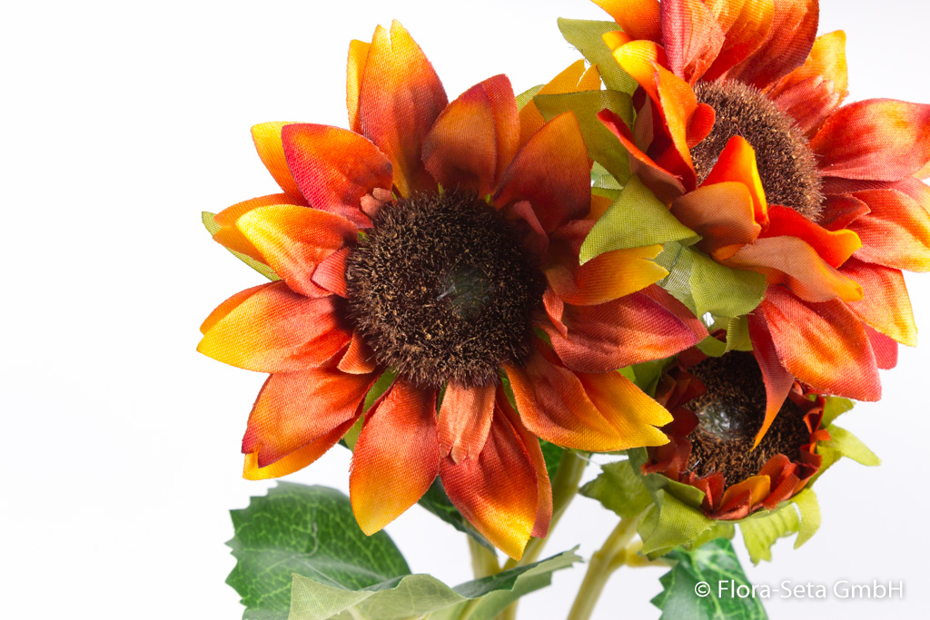 Sonnenblume mit 2 Blüten, 1 Knospe Farbe: orange