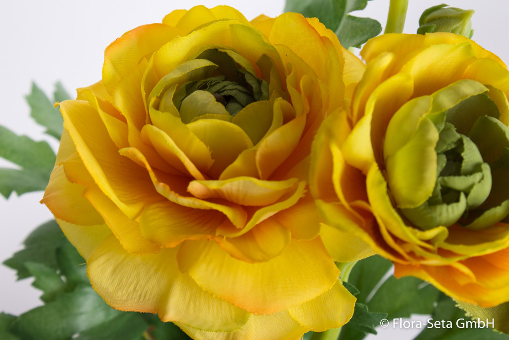 Ranunkelbusch im Topf mit 3 Blüten Farbe: gelb