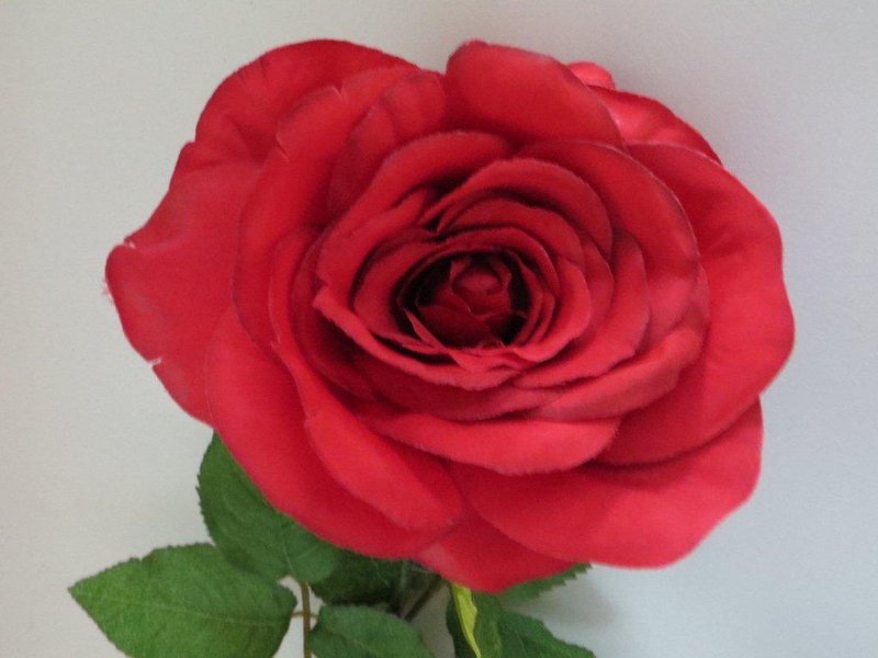 Rose Rimini langstielig mit großer Blüte und 16 Blättern Farbe:rot