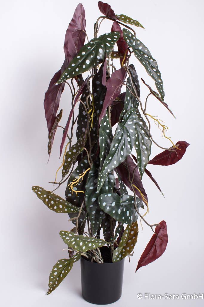 Begonia Maculata am Stab im schwarzen Kunststofftopf Farbe: grün-creme-leicht burgund