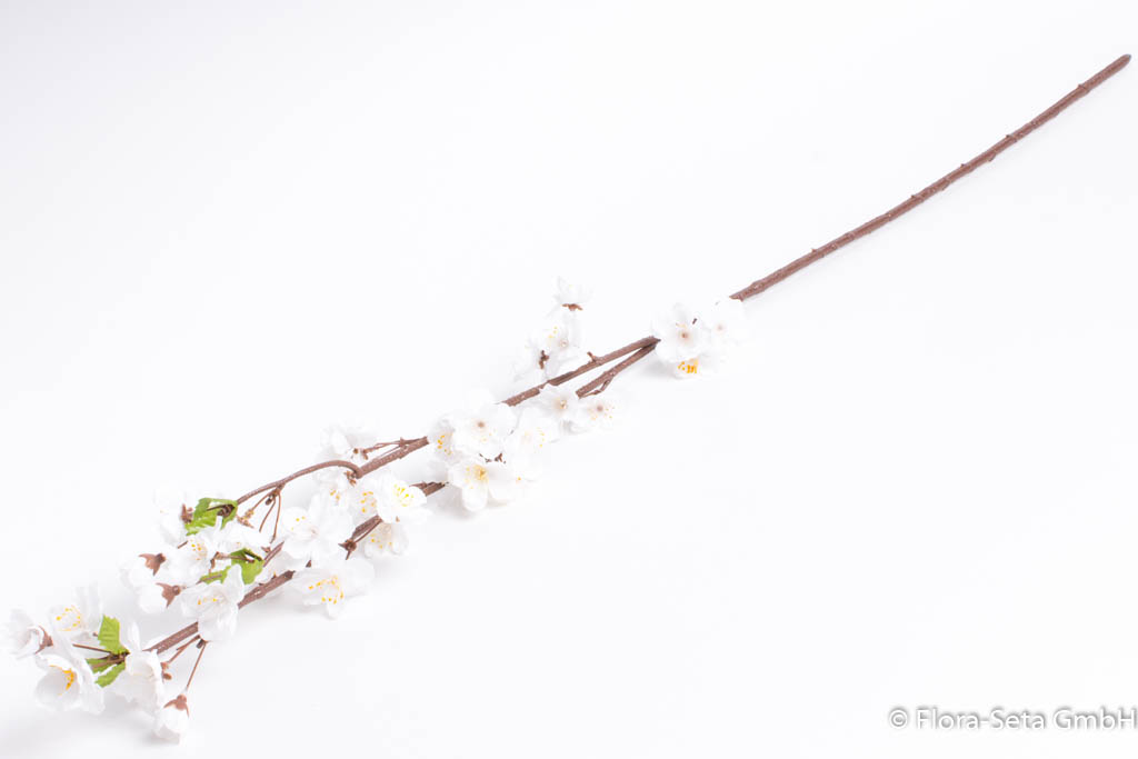 Frühlingszweig blühend mit 39 Blüten Farbe:weiß mit hellgelber Mitte