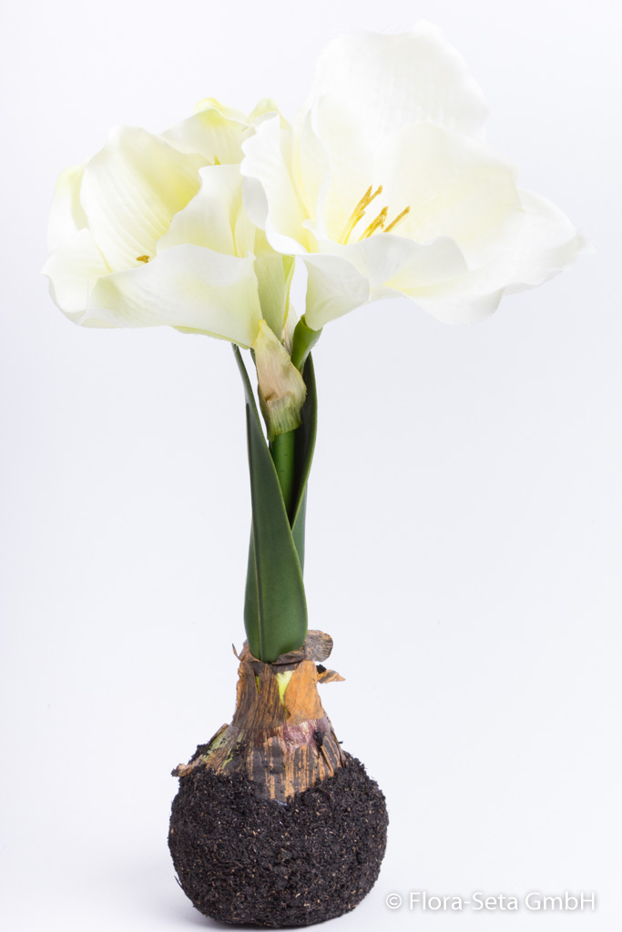 Amaryllis auf künstlichem Erdballen Farbe:creme-weiß nach innen hellgelb