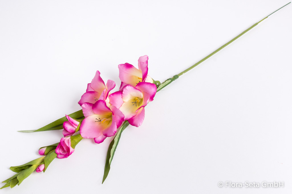 Gladiole mit 6 Blüten und 2 Knospen Farbe: pink-creme