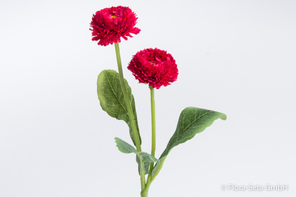 Bellis mit 2 Blüten und 3 Blättern Farbe: rot-dunkelrot