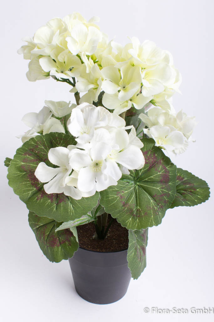 Geranienbusch mit 5 Blütenköpfen im schwarzen Kunststofftopf Farbe: creme-weiß