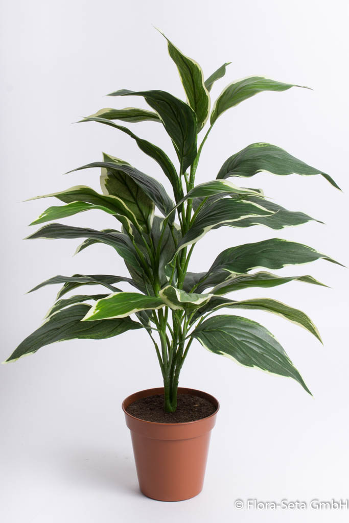 Hosta-Pflanze im braunen Kunststofftopf, Höhe: ca. 60 cm 
