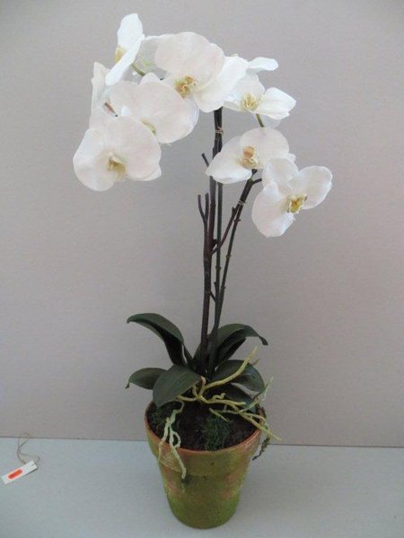 Orchidee Phalaenopsis mit 10 großen Blüten