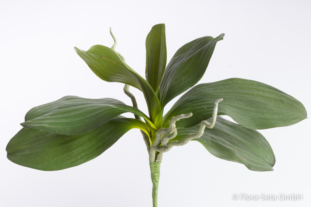Orchideenblattbündel mit 7 Blättern und Luftwurzeln B-WARE