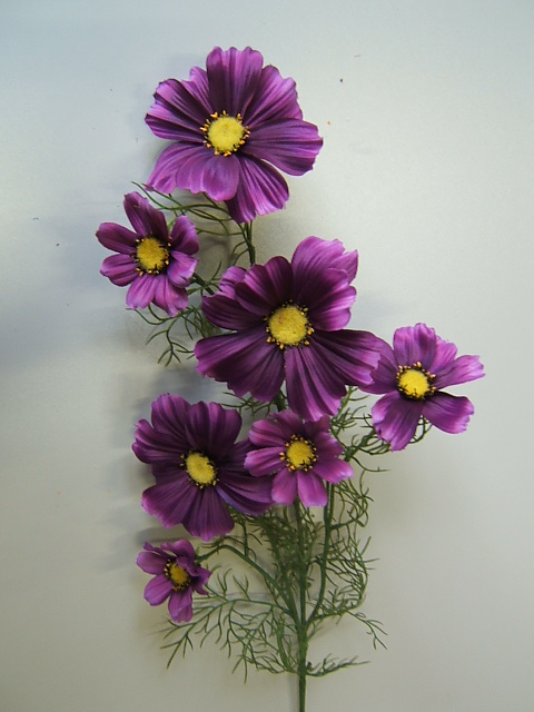 Cosmea mit 7 Blüten Farbe:purple