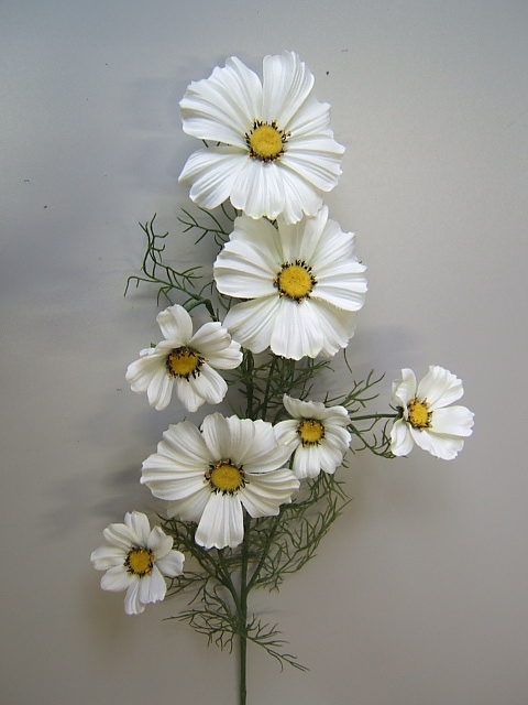 Cosmea mit 7 Blüten Farbe:creme