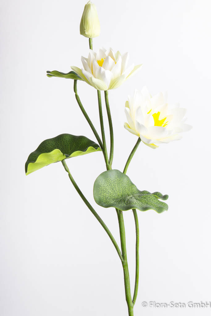 Lotusblume am Stiel Farbe: creme-weiß, Mitte gelb