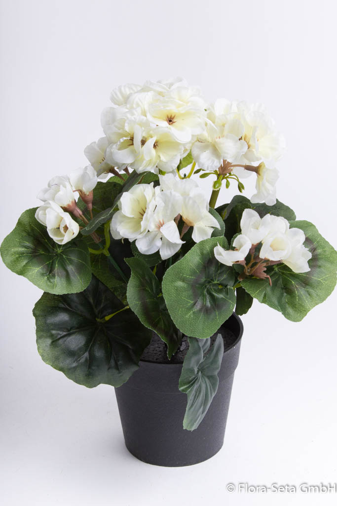 Geranienbusch mit 6 Blütenköpfen im schwarzen Kunststofftopf Farbe: creme-weiß