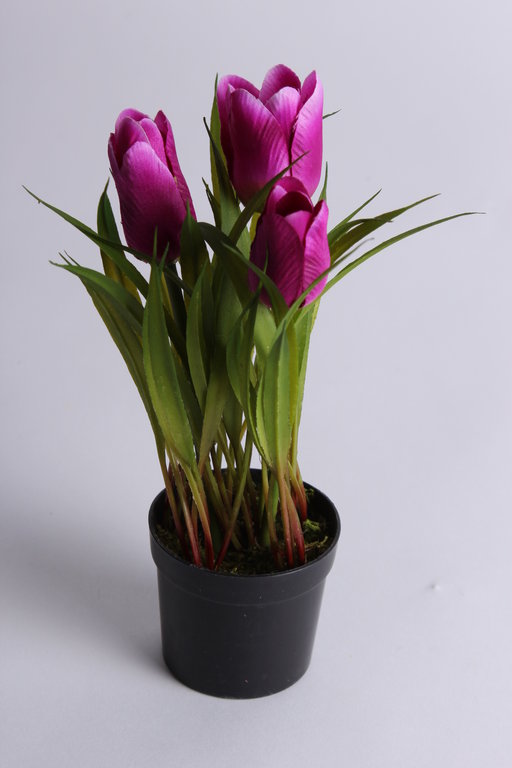 Tulpenbusch mit Gras und 3 Blüten in schwarzem Kunststofftopf Farbe: purple mit weißen Rändern