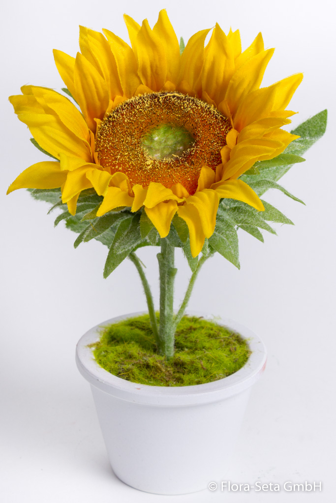 Sonnenblume mit 2 Blättern in weißem Keramiktopf