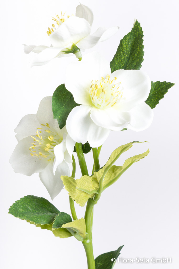 Christrosenzweig mit 3 Blüten Farbe: creme-weiß