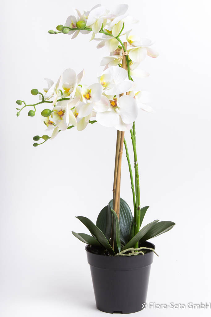Orchidee Bora im schwarzen Kunststofftopf mit 3 Rispen, Höhe ca. 60 cm Farbe: creme-weiß
