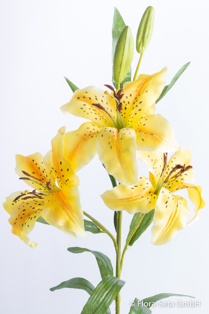 Lilie mit 3 Blüten und 2 Knospen, Farbe: gelb