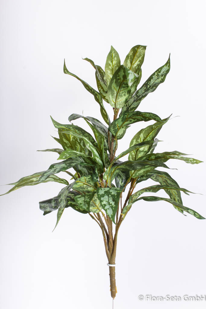 Silver-Queen-Pflanze, Farbe: grün-hellgrün