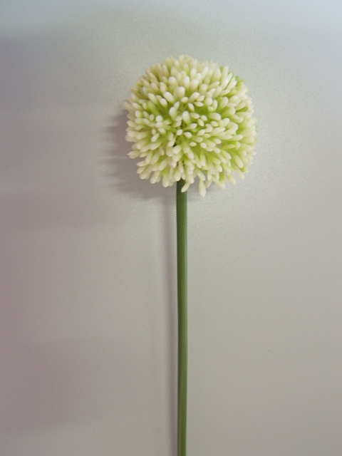 Allium Globmaster Farbe:creme-hellgrün