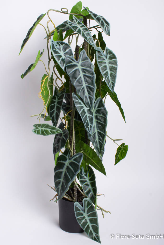 Alocasiapflanze am Stab im schwarzen Kunststofftopf Farbe: grün