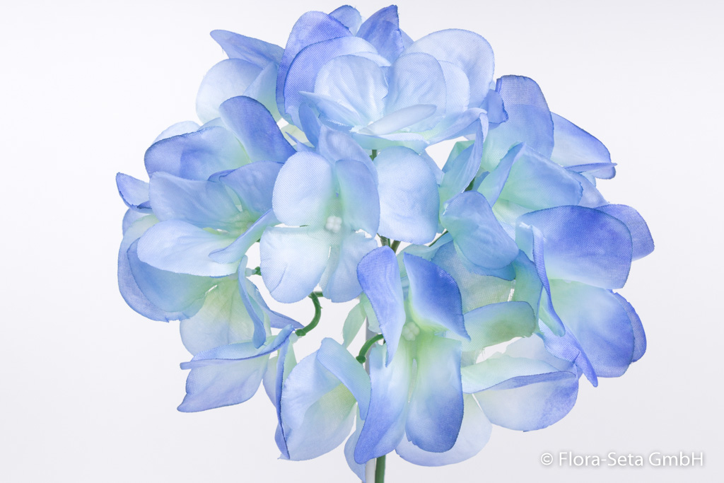 Hortensie kurzstielig ohne Blätter Farbe: blau