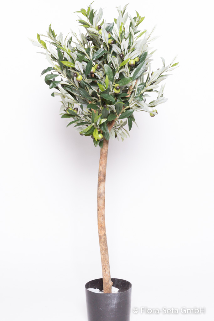Olivenkugelbaum mit Olivenfrüchten im Kunststofftopf (1 Einheit = 2 Stück)