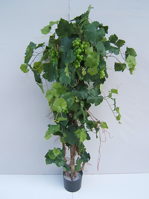Weinrebenstock mit grünen Trauben im Kunststofftopf